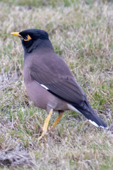 Acridotheres tristis