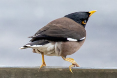 Acridotheres tristis