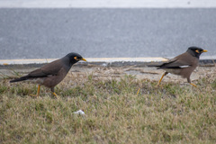 Acridotheres tristis