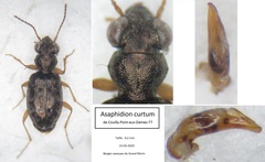 Asaphidion curtum