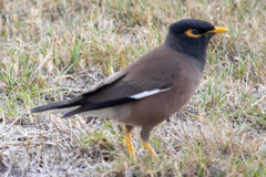 Acridotheres tristis