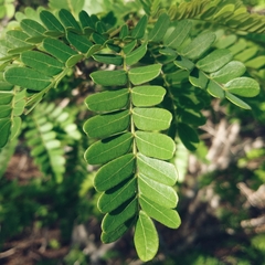 Pityrocarpa moniliformis