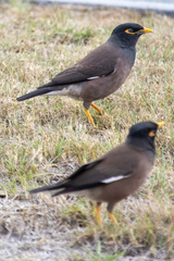 Acridotheres tristis