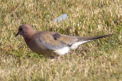 Streptopelia senegalensis