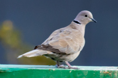 Streptopelia decaocto