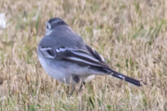 Motacilla alba