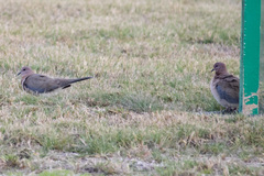 Streptopelia senegalensis