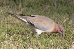 Streptopelia senegalensis