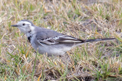 Motacilla alba