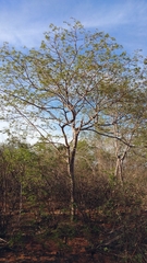 Pityrocarpa moniliformis