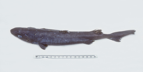 Borstel-lantaarnhaai (Etmopterus unicolor) — Etmopteridae — 4