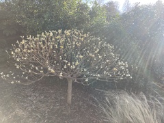 Edgeworthia