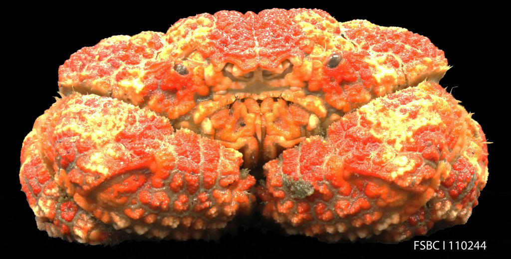 Eroded Mud Crab