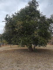 Strychnos madagascariensis