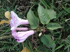Ipomoea aquatica