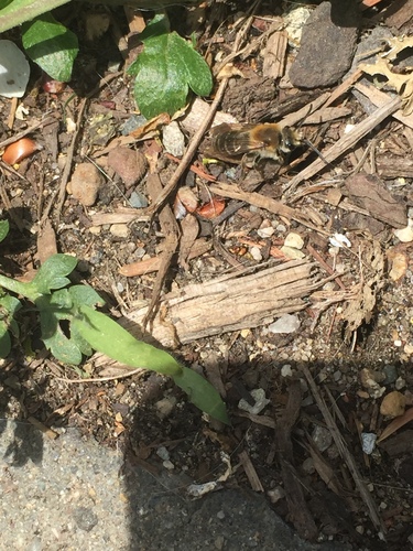 Rufous-backed Cellophane Bee photo 3