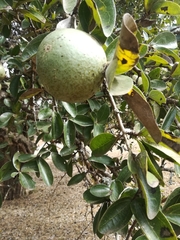 Strychnos madagascariensis