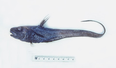 Naked Snout Rattail photo 2