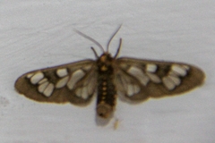 Eressa confinis