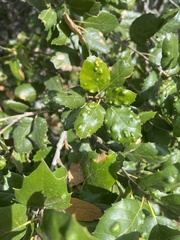Aceria mackiei
