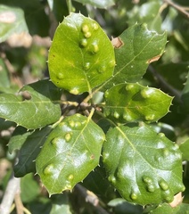 Aceria mackiei