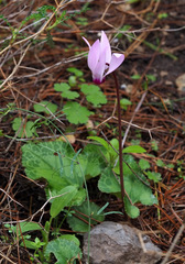 Cyclamen persicum
