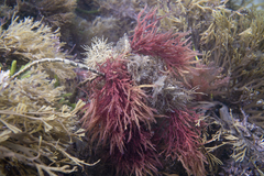 Phacelocarpus peperocarpos