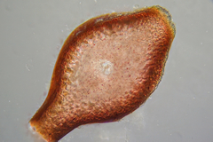 Phacelocarpus peperocarpos