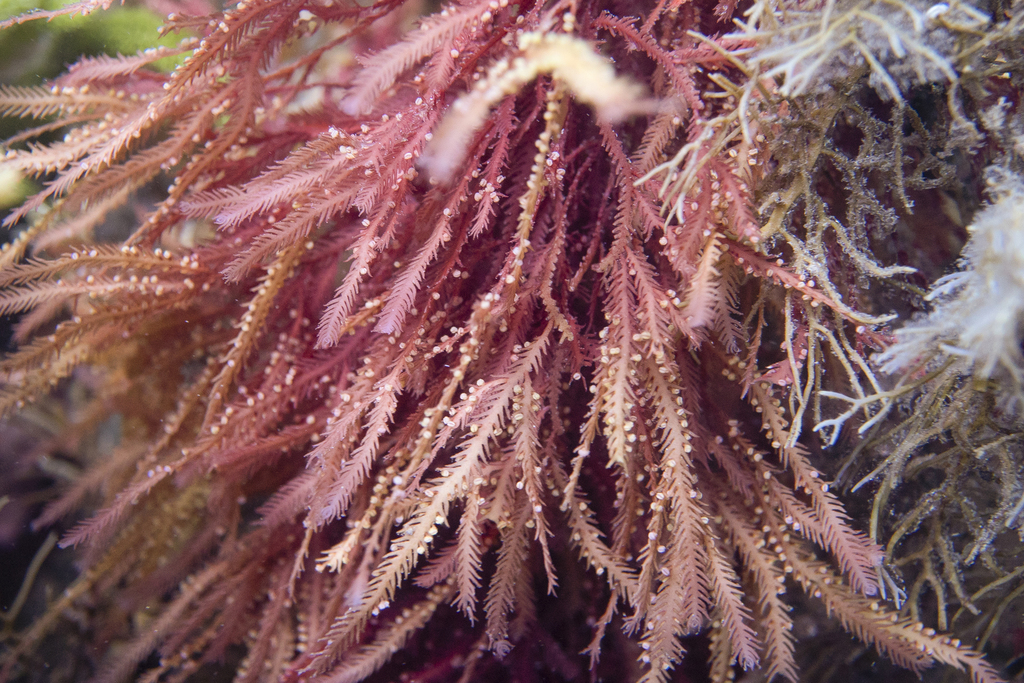 Phacelocarpaceae