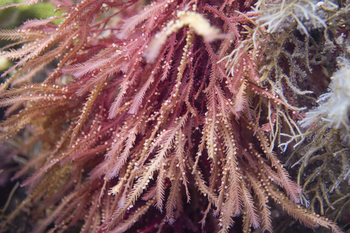 Phacelocarpaceae