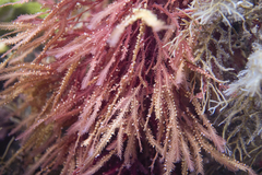 Phacelocarpus peperocarpos