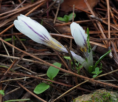 Crocus hyemalis