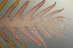 Phacelocarpus peperocarpos