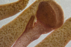 Phacelocarpus peperocarpos