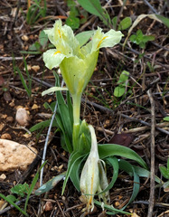 Iris palaestina