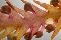 Phacelocarpus peperocarpos