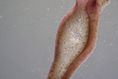 Phacelocarpus peperocarpos