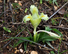Iris palaestina
