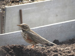 Turdus iliacus