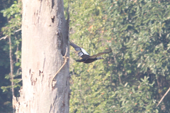 Asarcornis scutulata