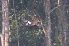 Asarcornis scutulata