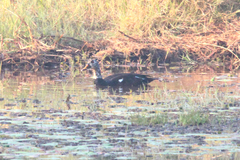 Asarcornis scutulata