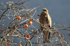 Milvus migrans lineatus