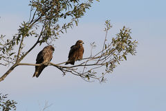 Milvus migrans lineatus