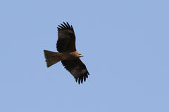 Milvus migrans lineatus