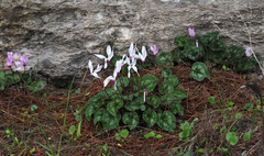 Cyclamen persicum