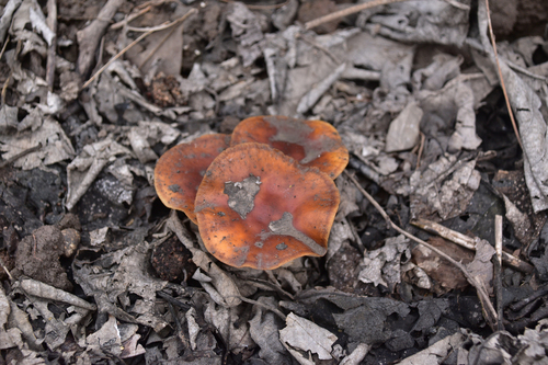 Flammulina Filiformis N INaturalist United Kingdom