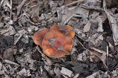 Flammulina filiformis