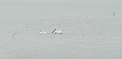 Pelecanus crispus