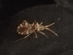 Centrocoris variegatus